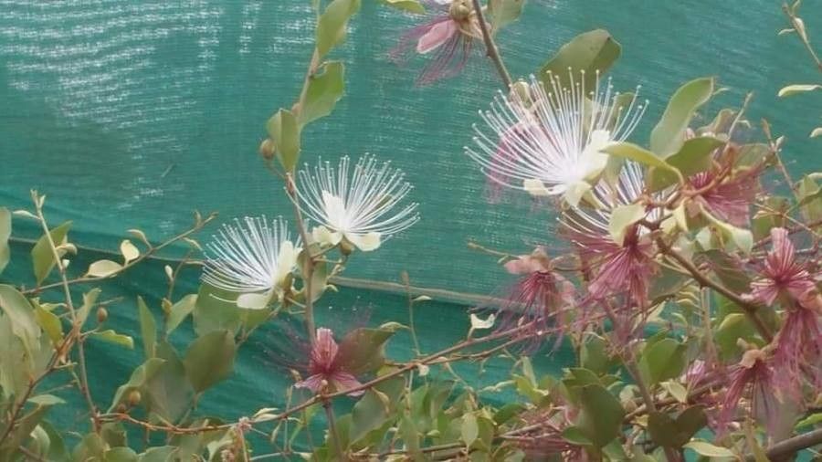 Capparis zeylanica — search result for 'Capparis'