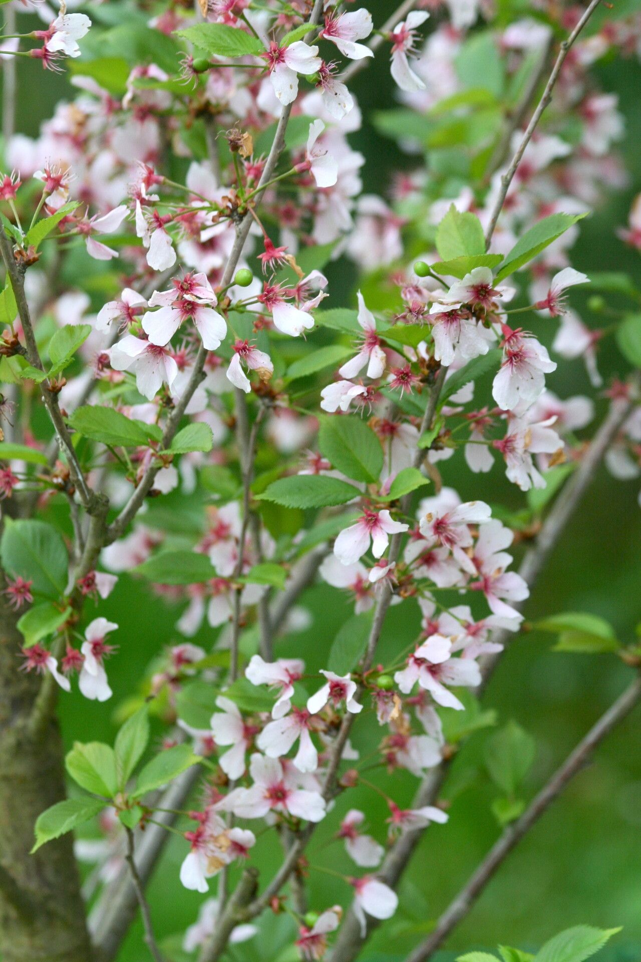 Prunus itosakura flower