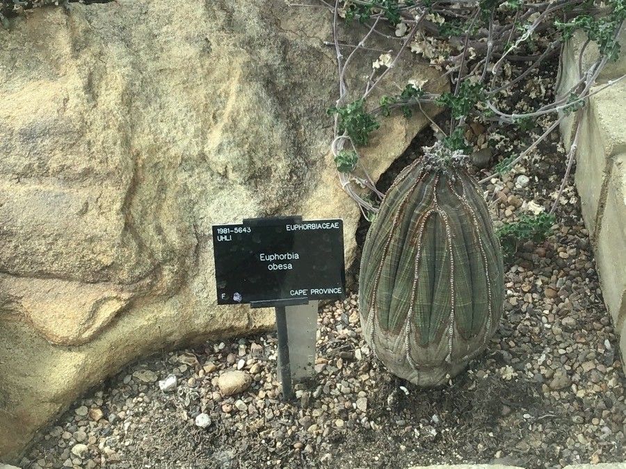 Euphorbia obesa — search result for 'Euphorbia'