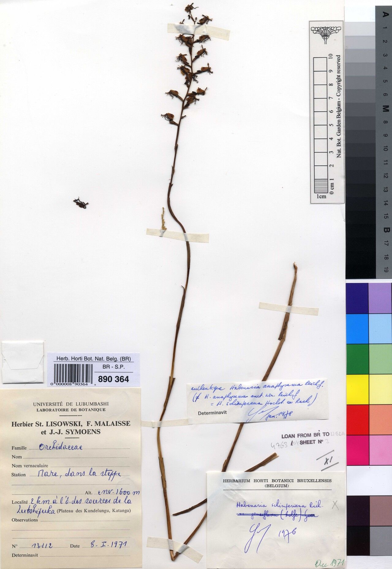 Habenaria anaphysema — houseplant care guide