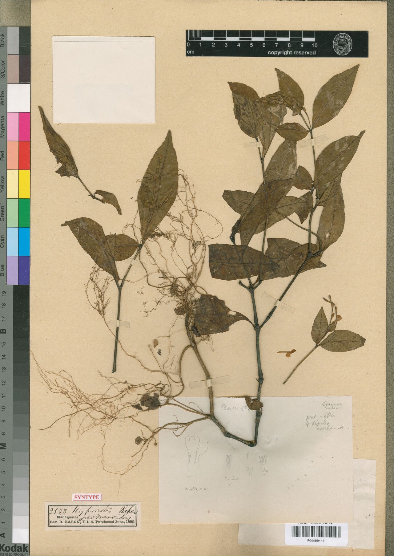 Hypoestes jasminoides — houseplant care guide