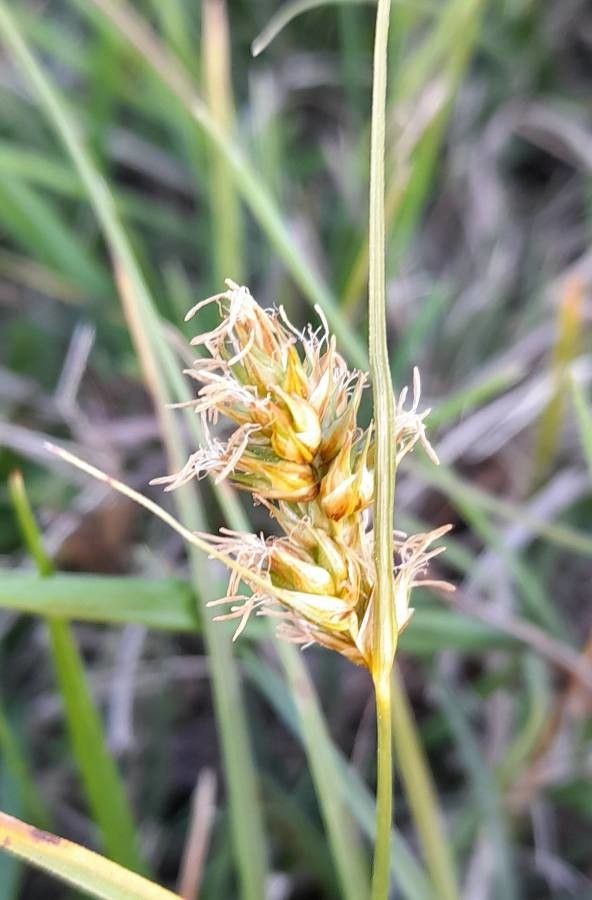 Carex bonariensis — houseplant care guide
