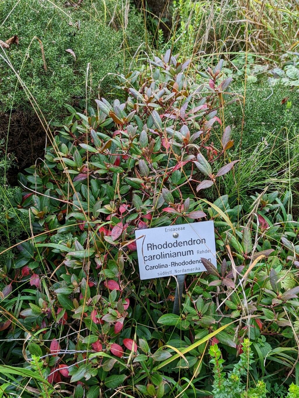Rhododendron carolinianum habit
