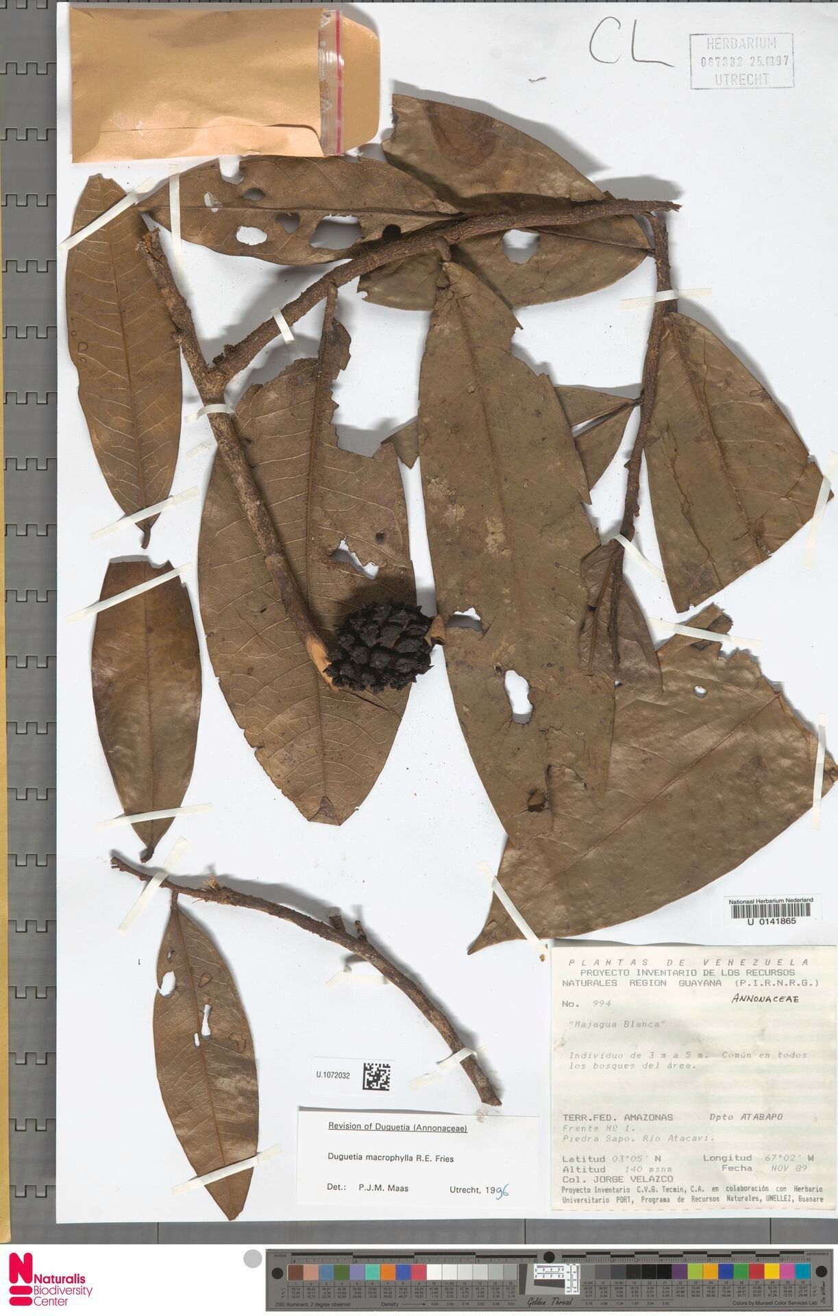 Duguetia macrophylla fruit