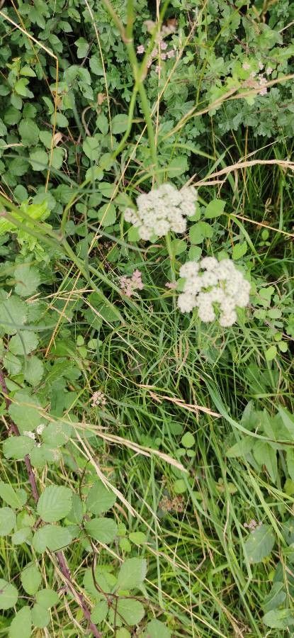 Peucedanum gallicum leaf