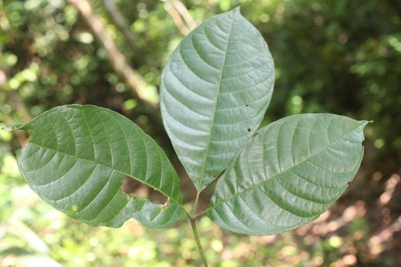 Caryocar glabrum leaf