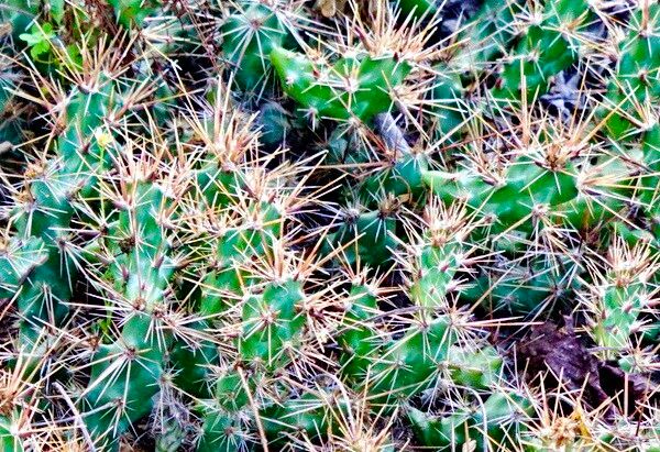 Grusonia schottii — houseplant care guide