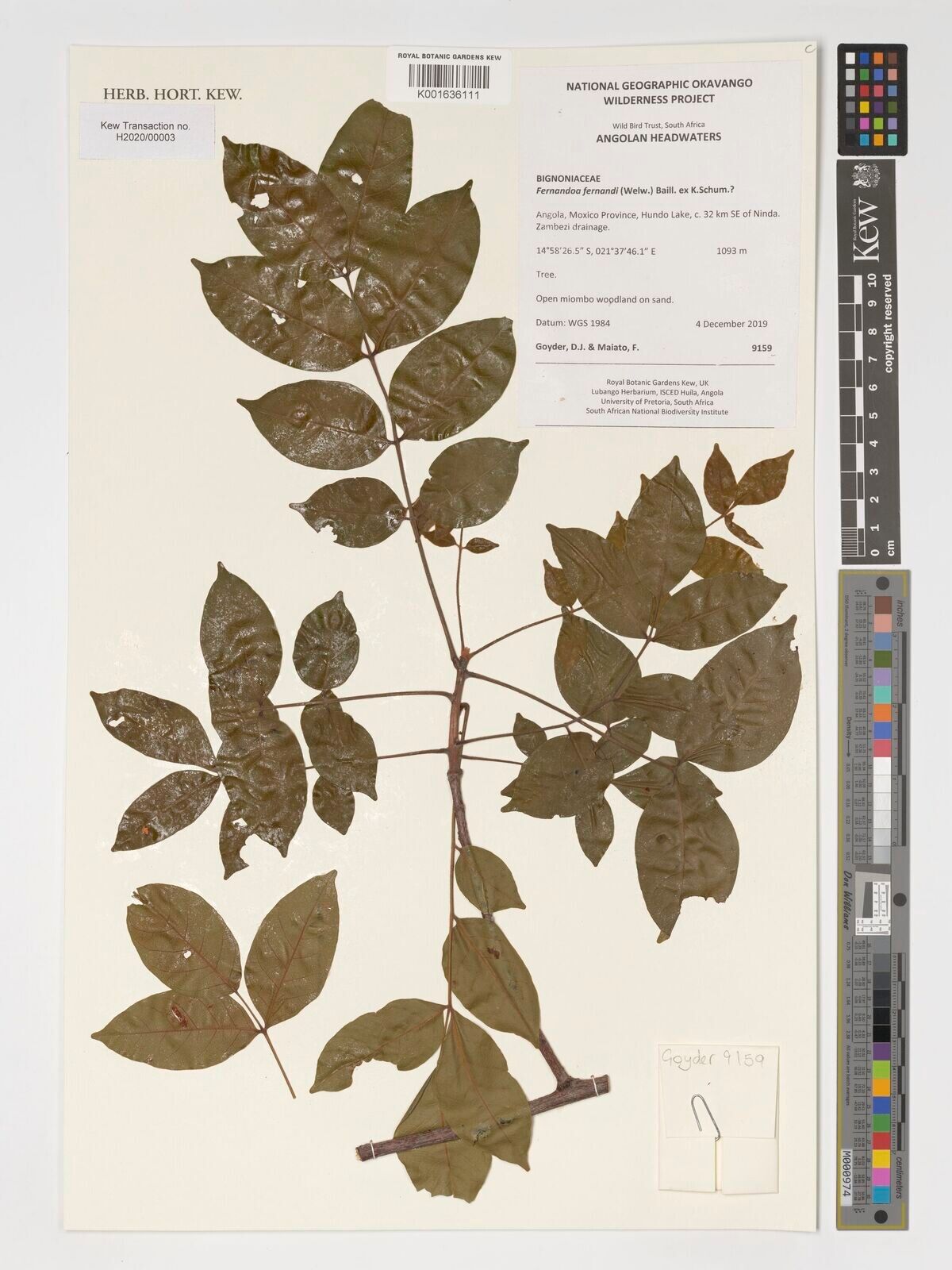 Fernandoa ferdinandi — related species from the same genus