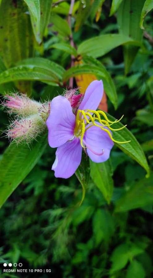 Osbeckia nepalensis flower