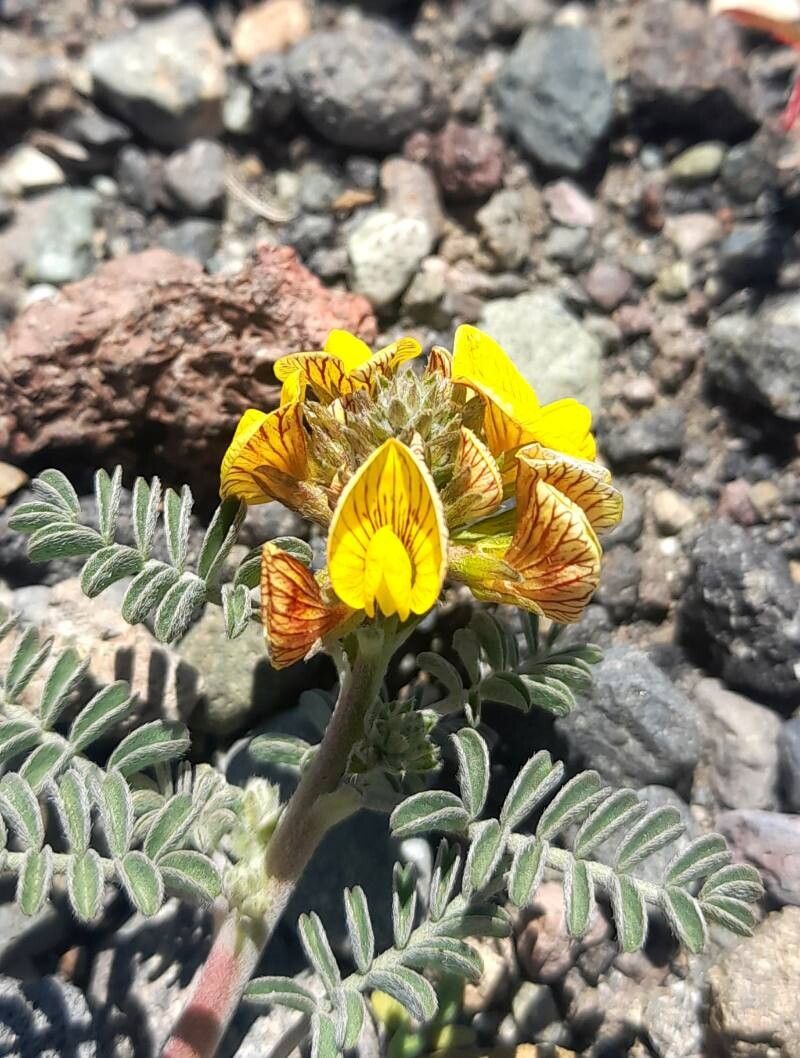 Adesmia corymbosa flower