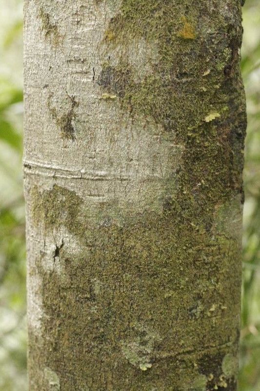 Guatteria citriodora bark