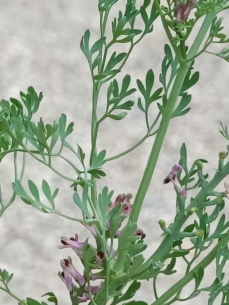 Fumaria vaillantii — search result for 'Papaveraceae'