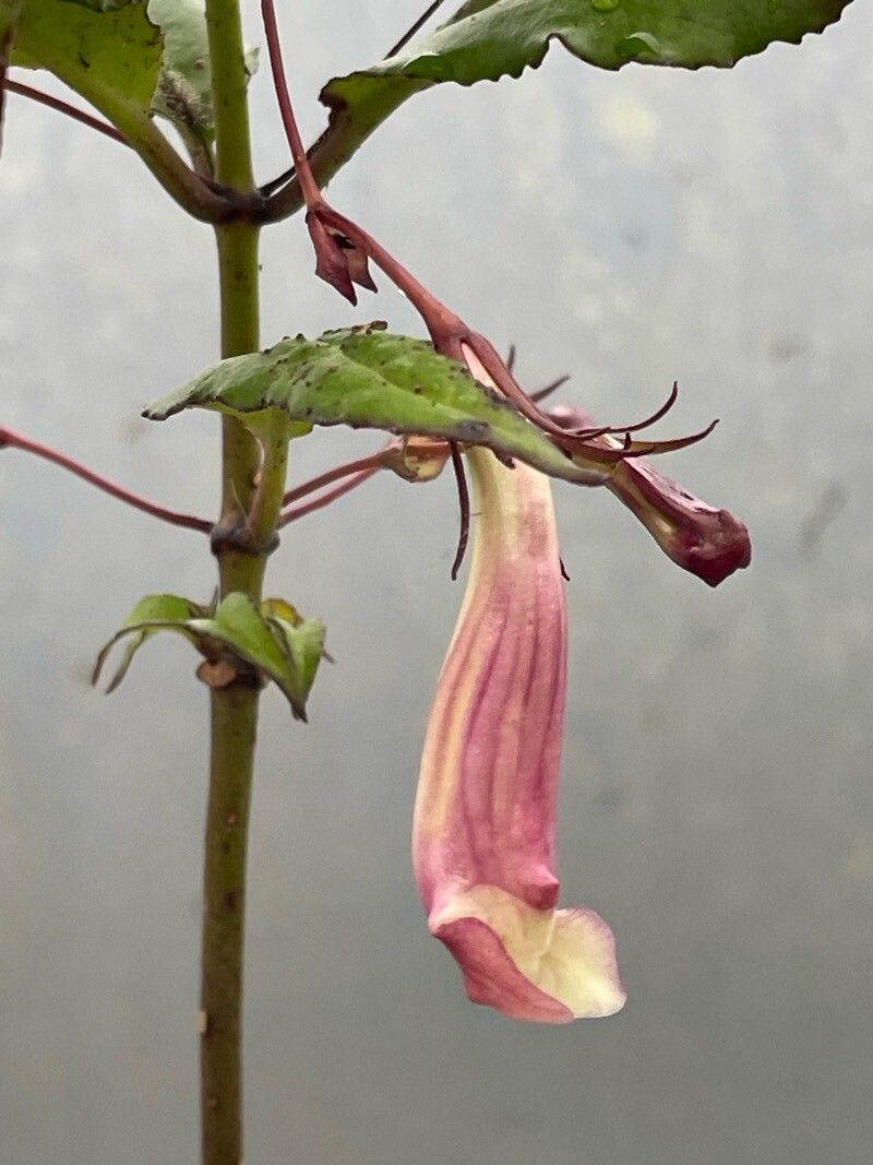 Lysionotus kwangsiensis flower