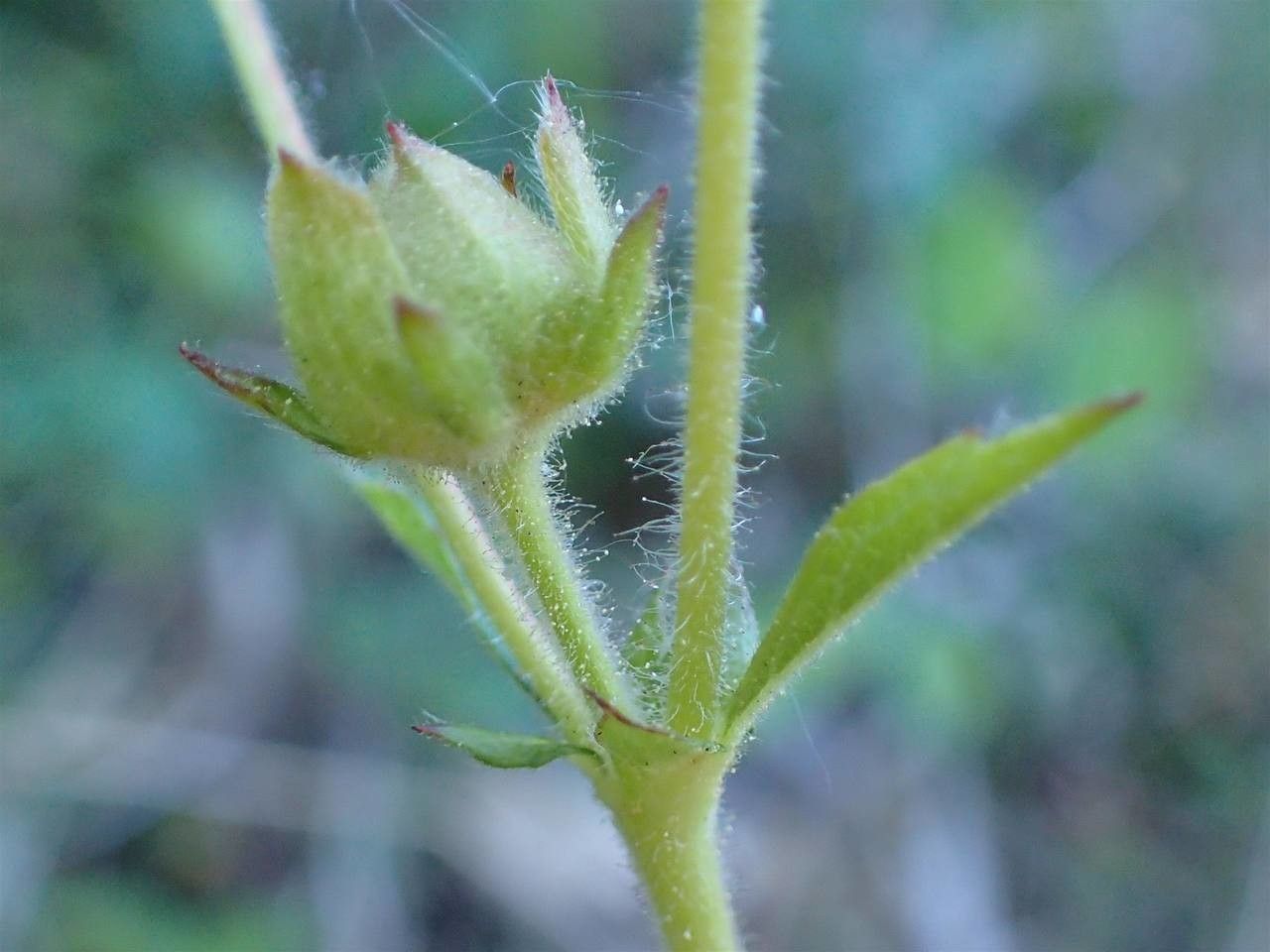 Drymocallis rupestris fruit