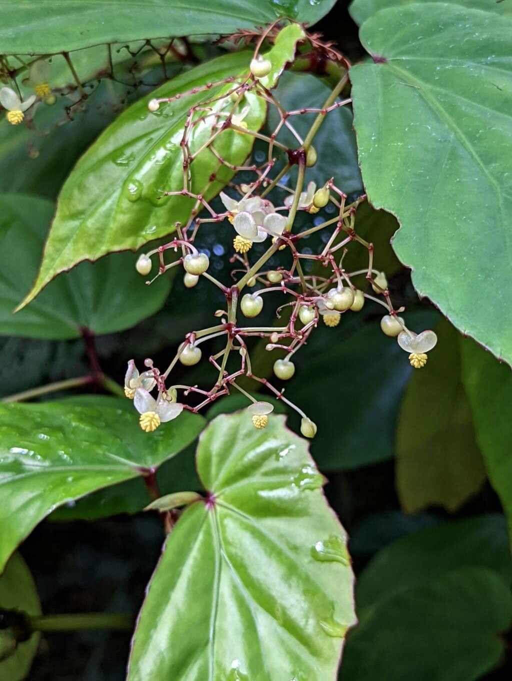 Begonia isoptera flower