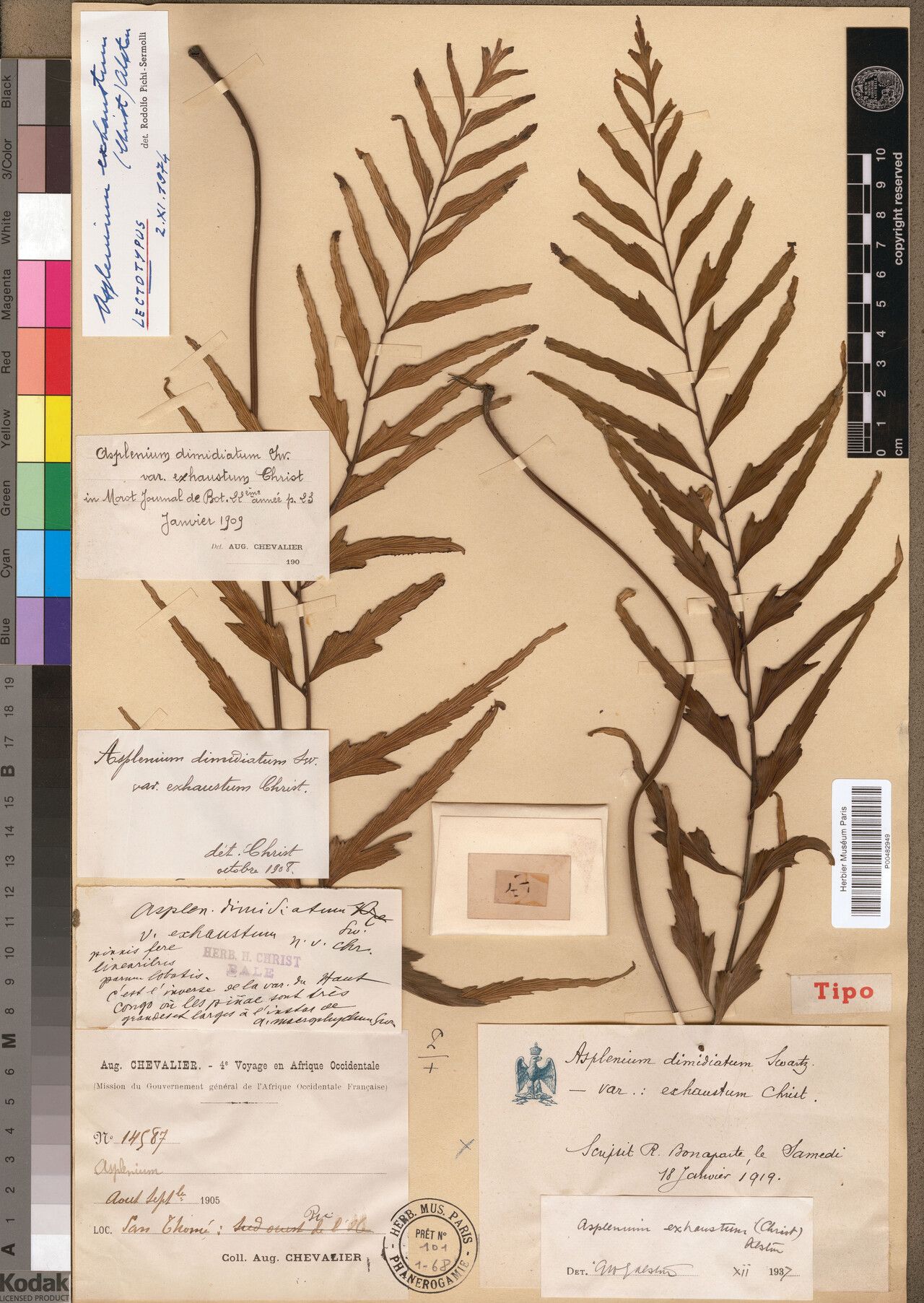 Asplenium exhaustum — houseplant care guide