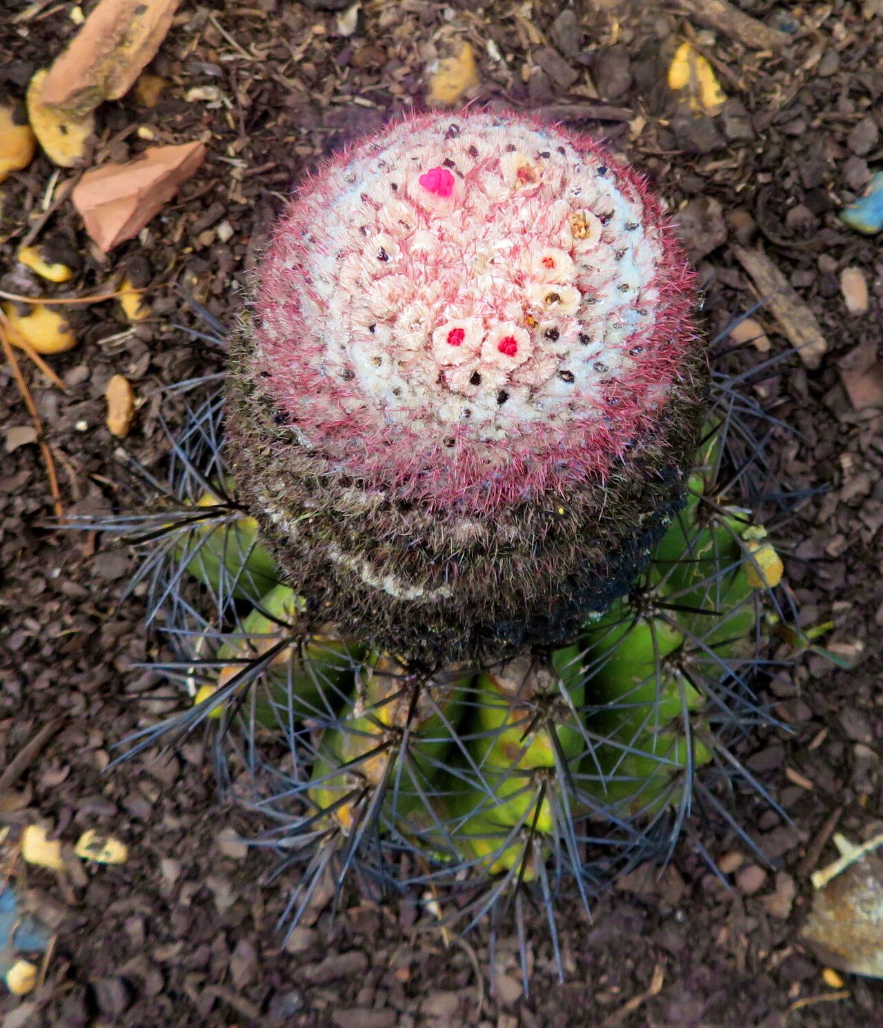 Melocactus deinacanthus — houseplant care guide