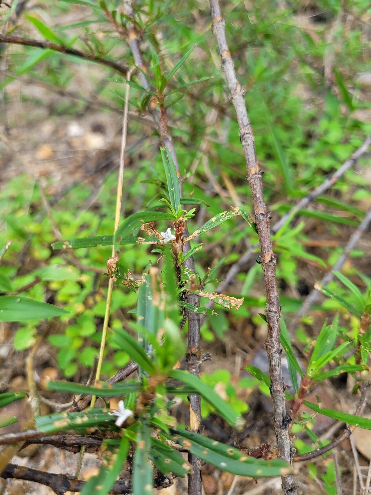 Spermacoce hyssopifolia bark