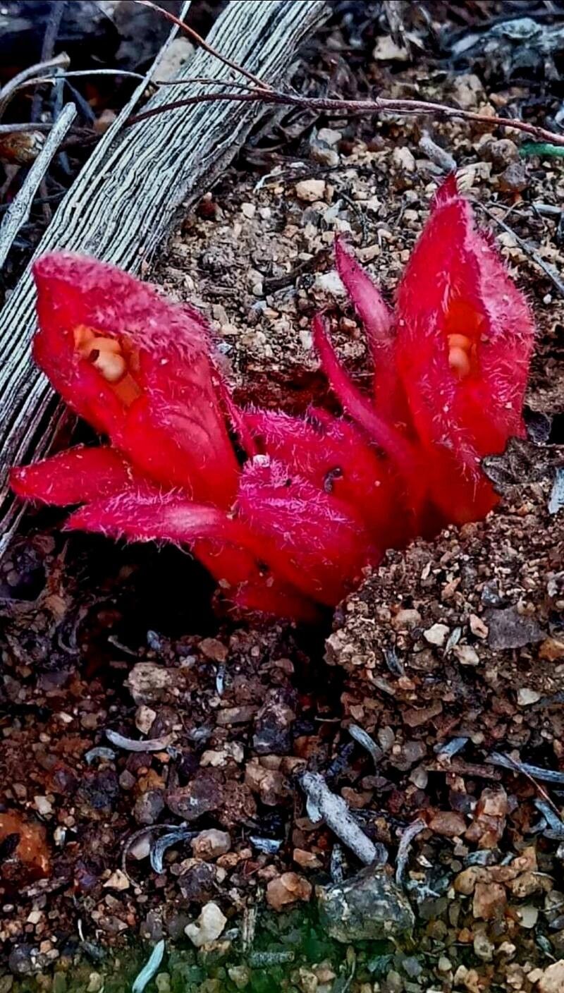 Hydnora africana — related species from the same genus