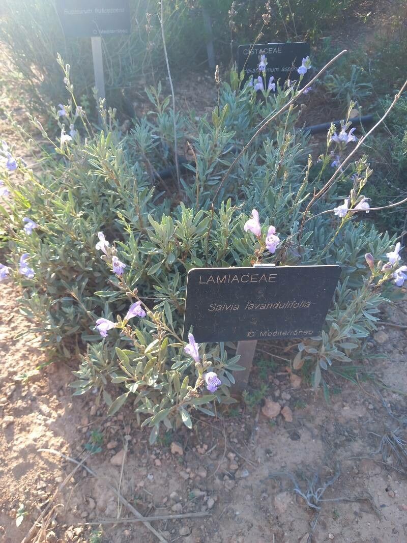 Salvia lavanduloides — houseplant care guide