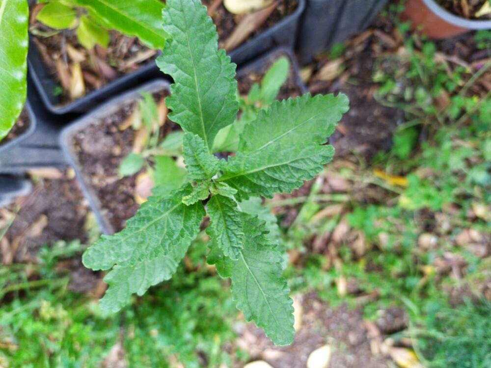 Salvia scrophulariifolia leaf