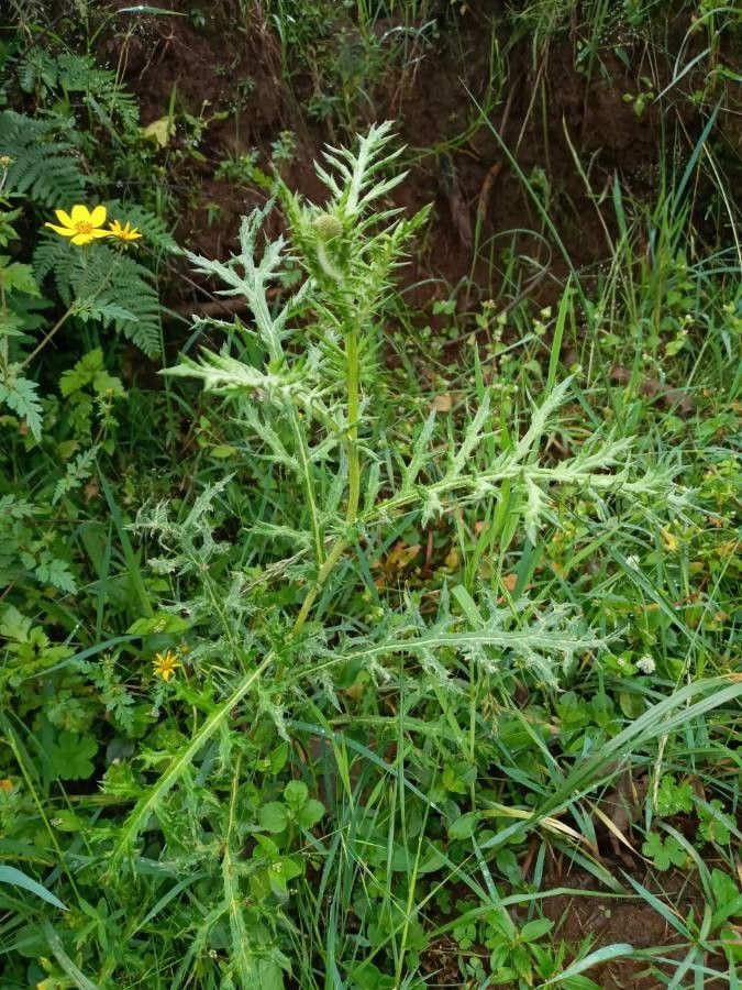 Echinops kebericho — search result for 'Echinops'