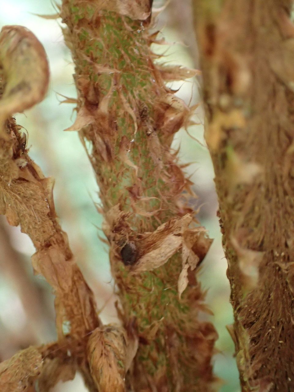 Polystichum ammifolium bark