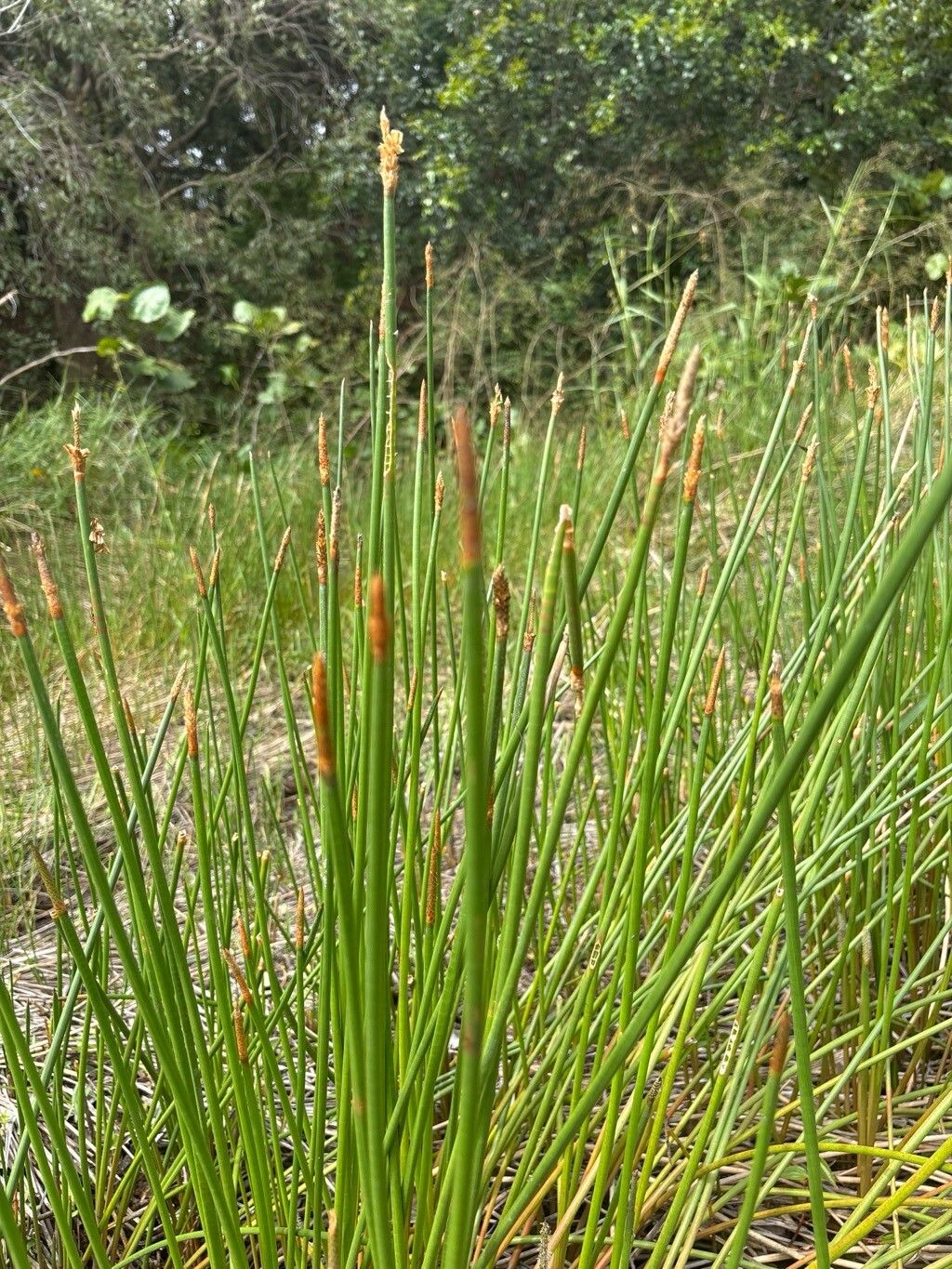 Eleocharis limosa — search result for 'Eleocharis'