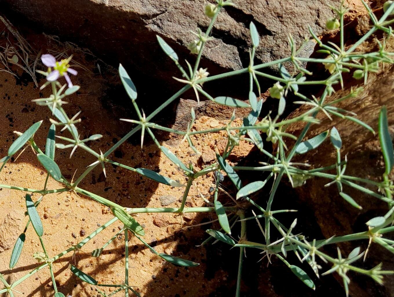 Zygophyllum indicum leaf