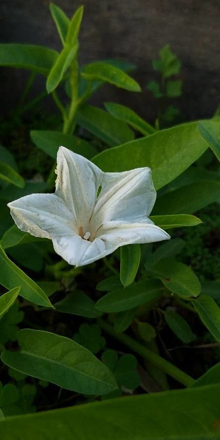 Ipomoea aquatica flower