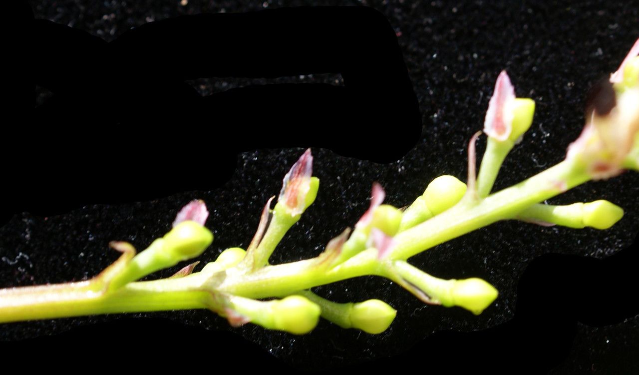 Fumaria agraria fruit