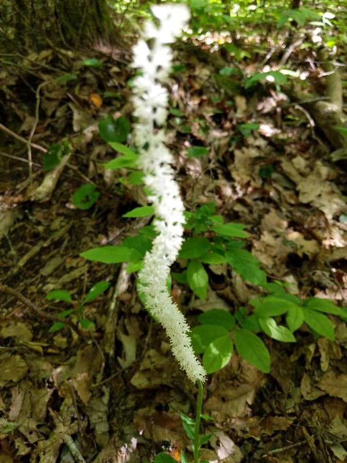 Chamaelirium luteum flower