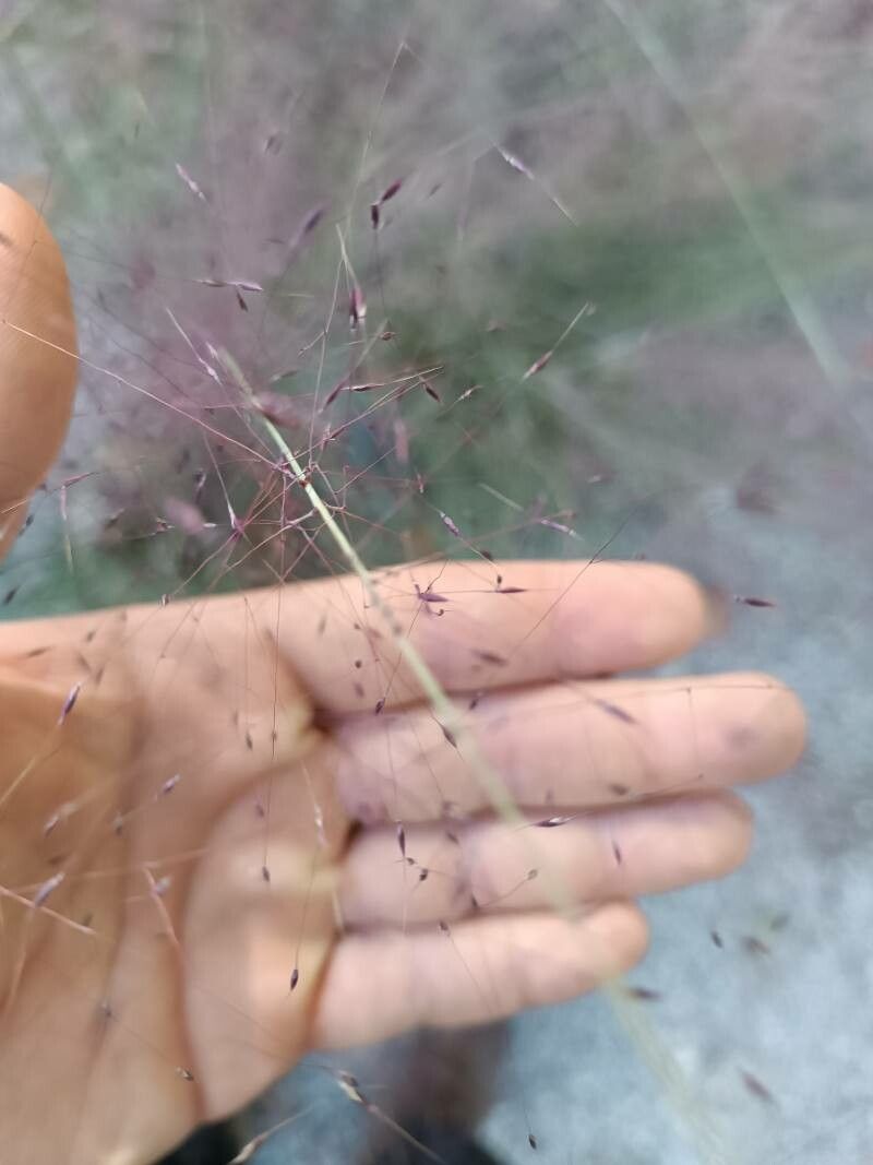 Muhlenbergia capillaris fruit
