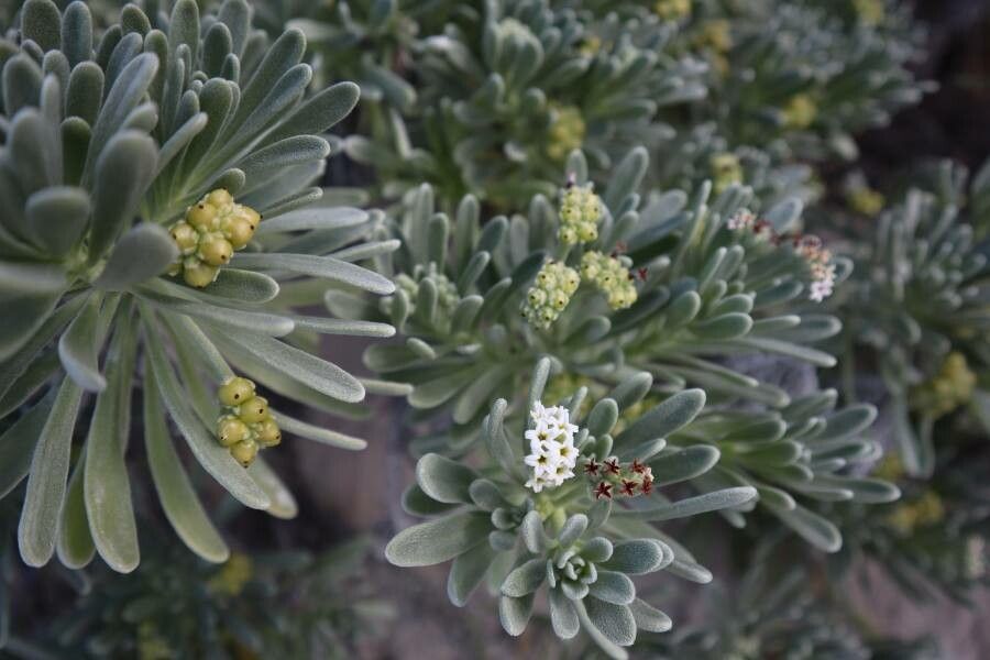 Tournefortia gnaphalodes flower