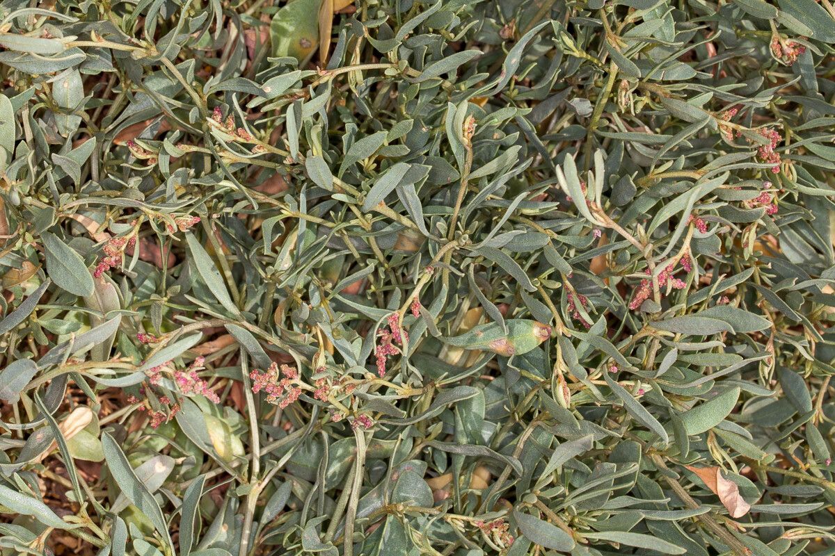 Atriplex portulacoides leaf