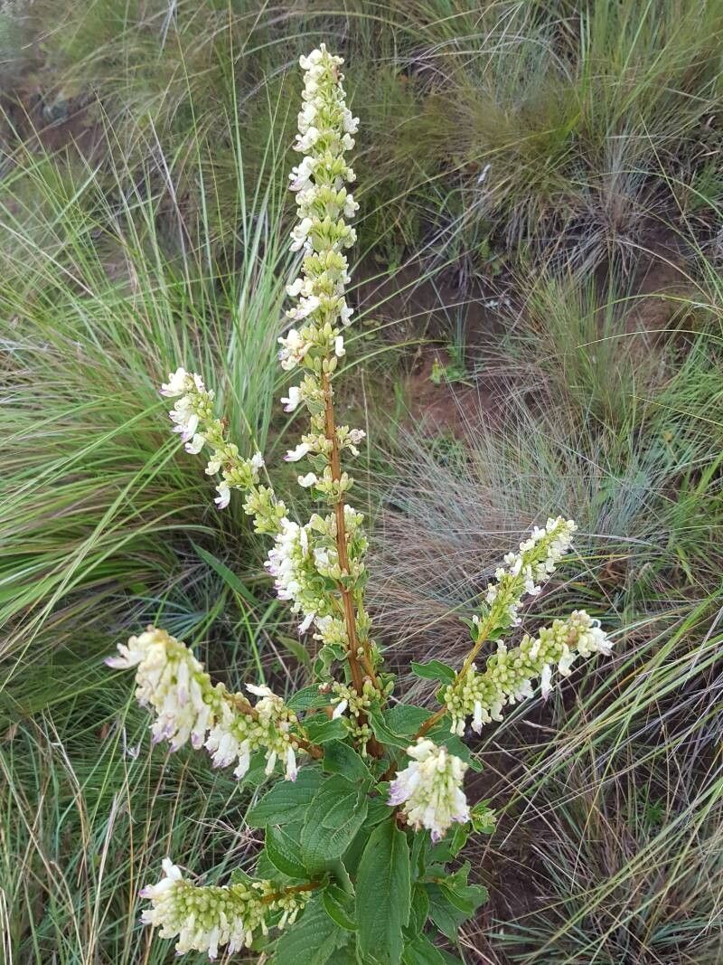 Coleus calycinus habit