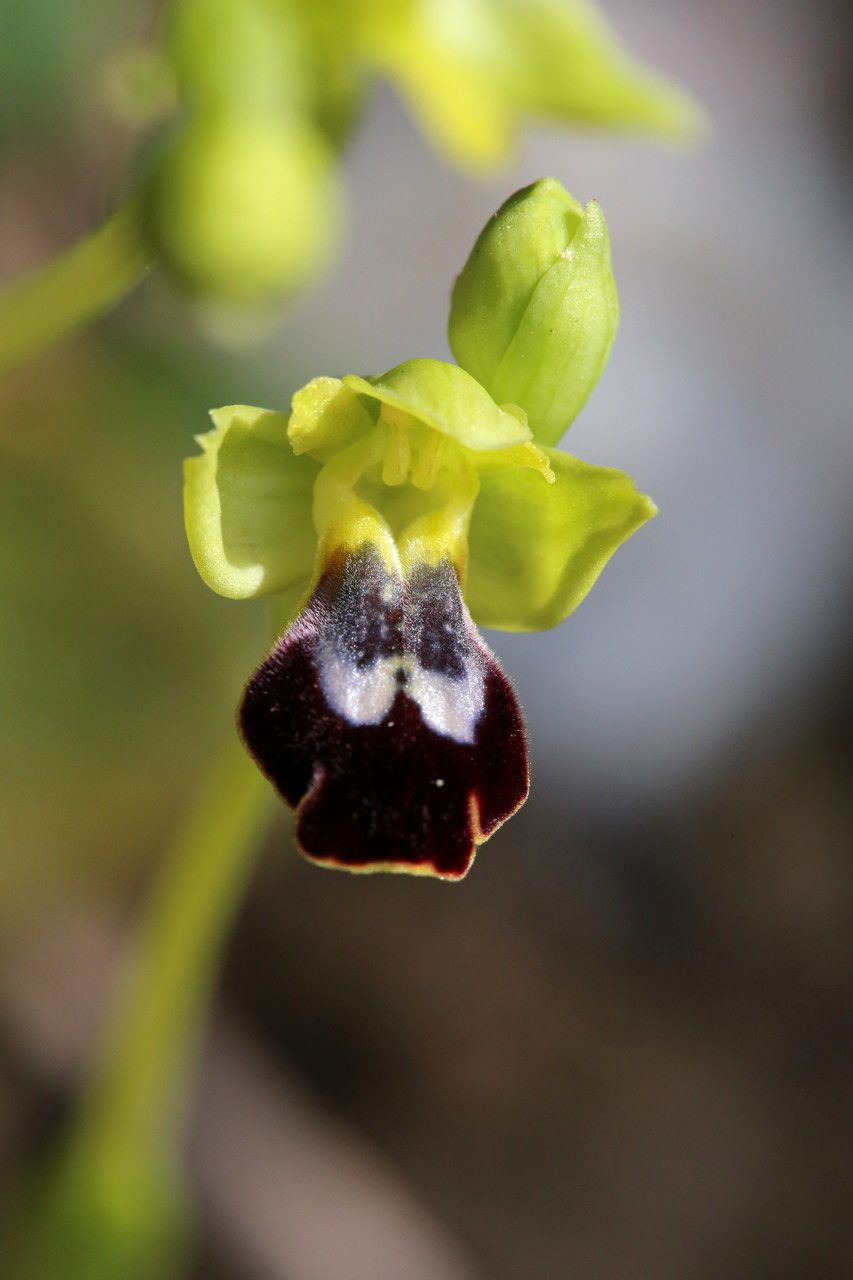 Ophrys peraiolae flower