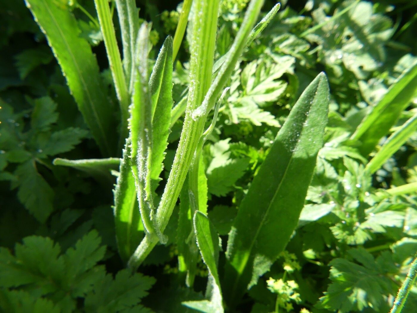 Senecio doronicum bark