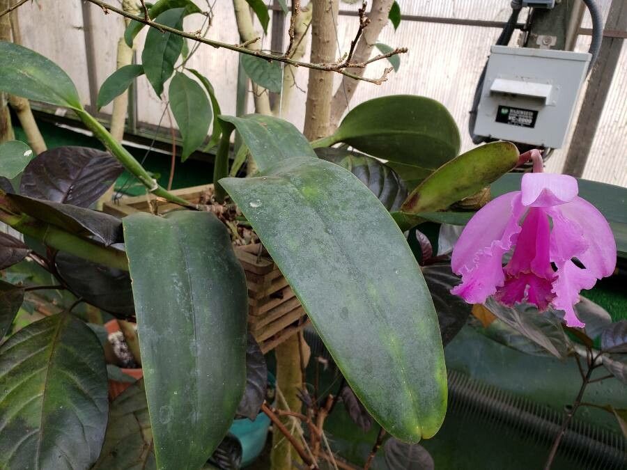 Cattleya trianae habit