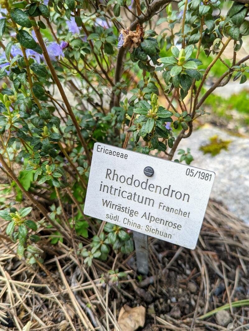 Rhododendron intricatum other