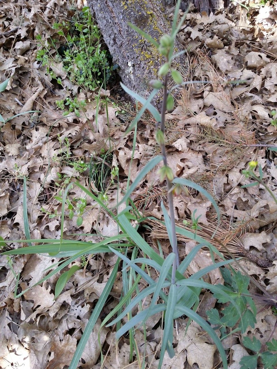 Fritillaria micrantha habit