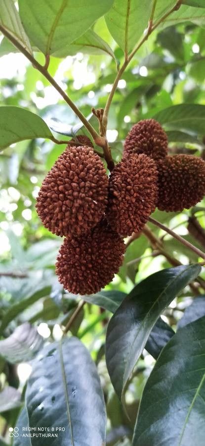 Nephelium ramboutan-ake fruit