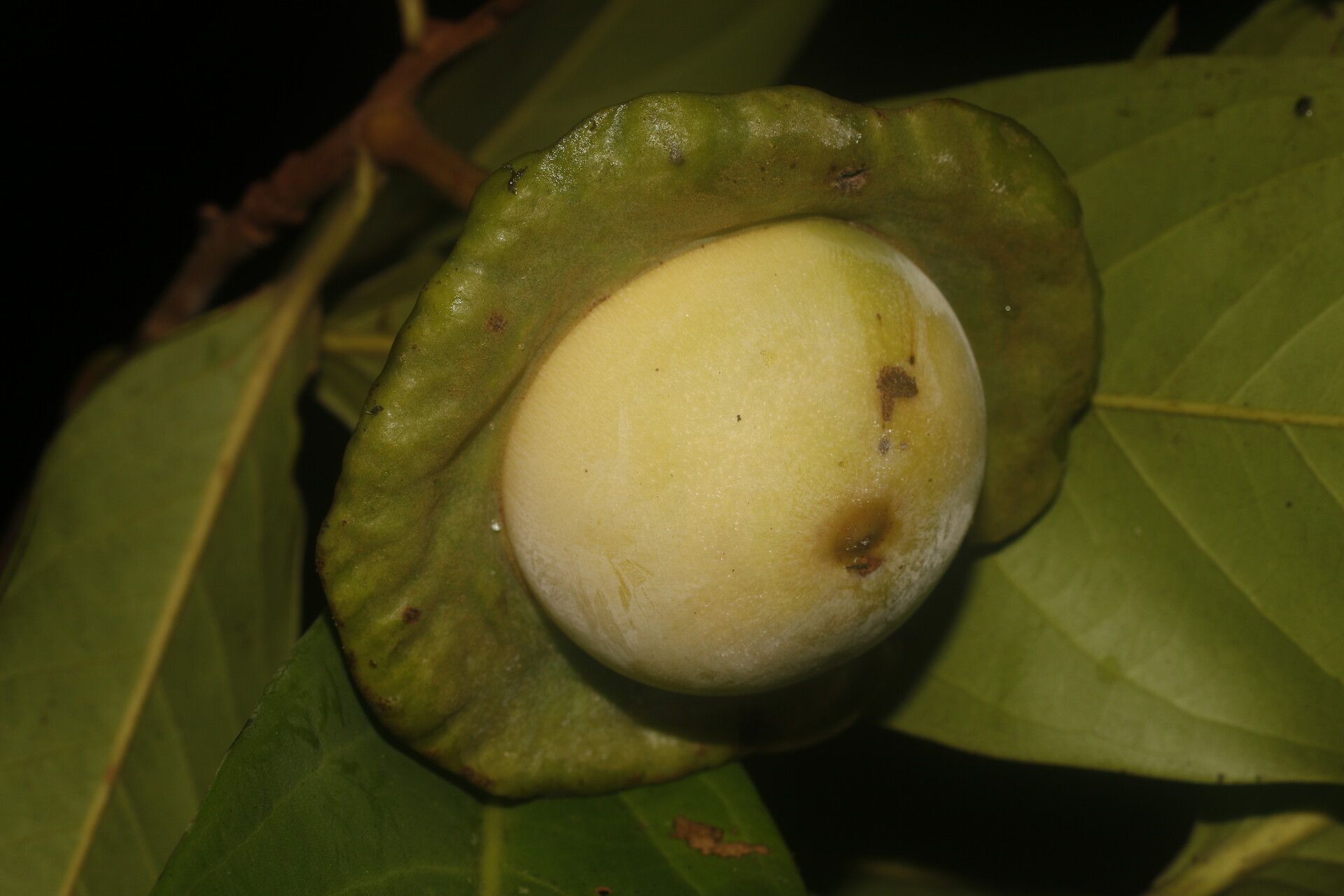 Ocotea morae fruit