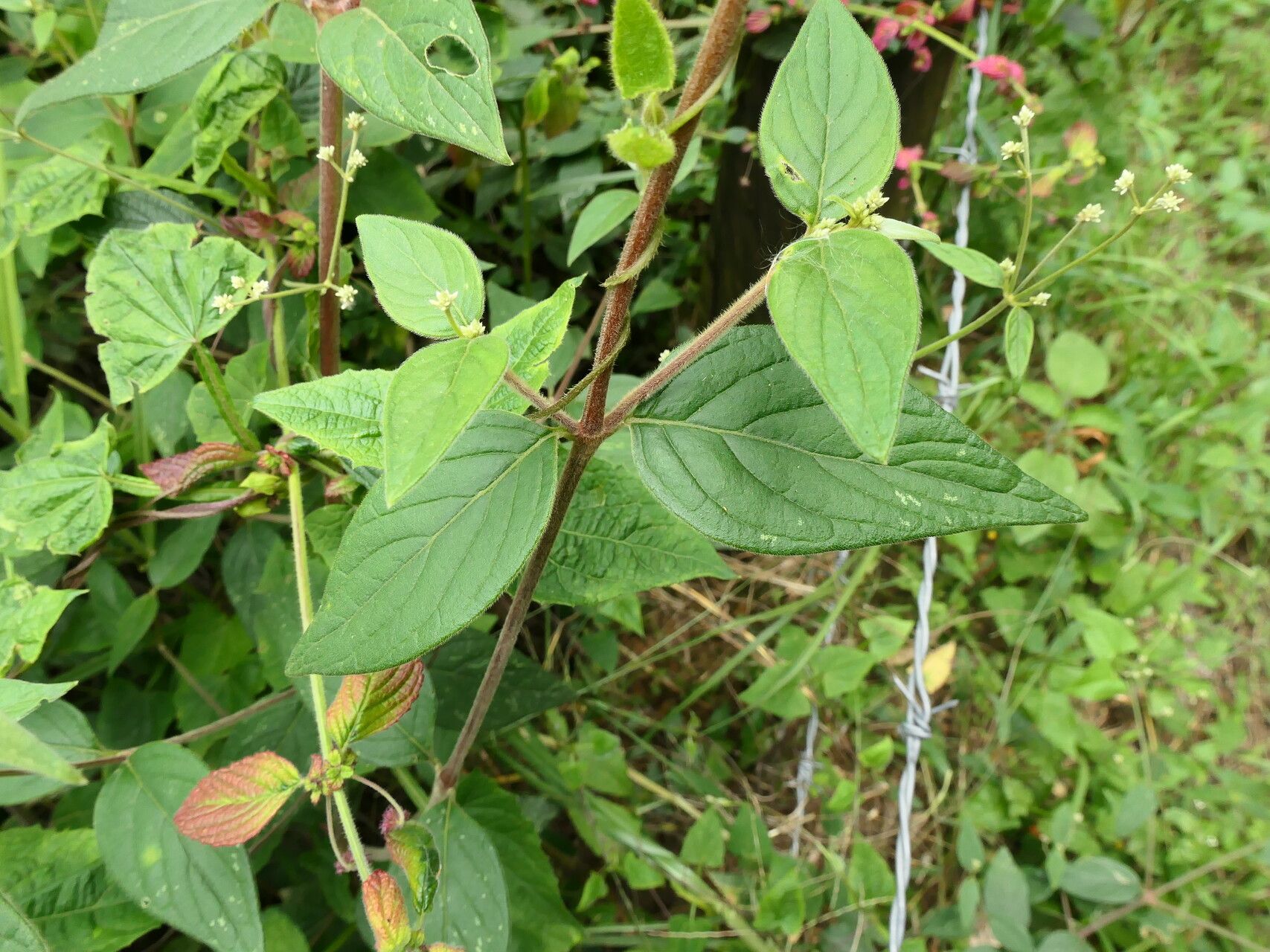 Pfaffia iresinoides leaf