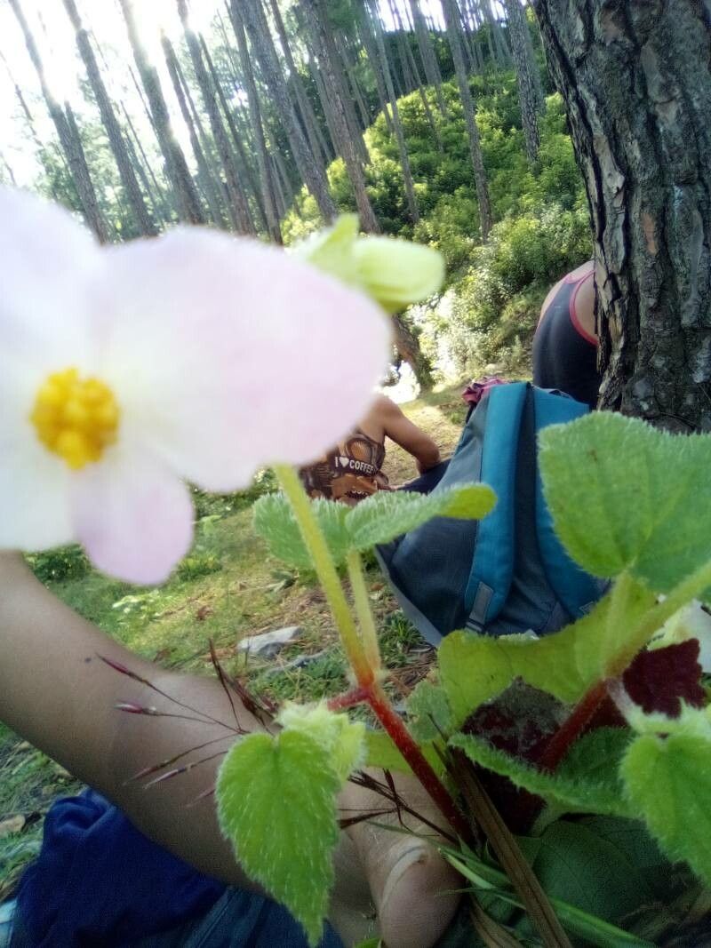 Begonia picta flower