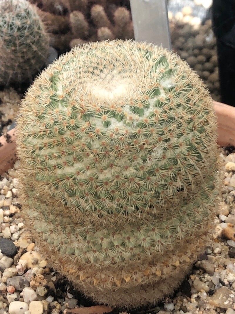 Mammillaria supertexta leaf