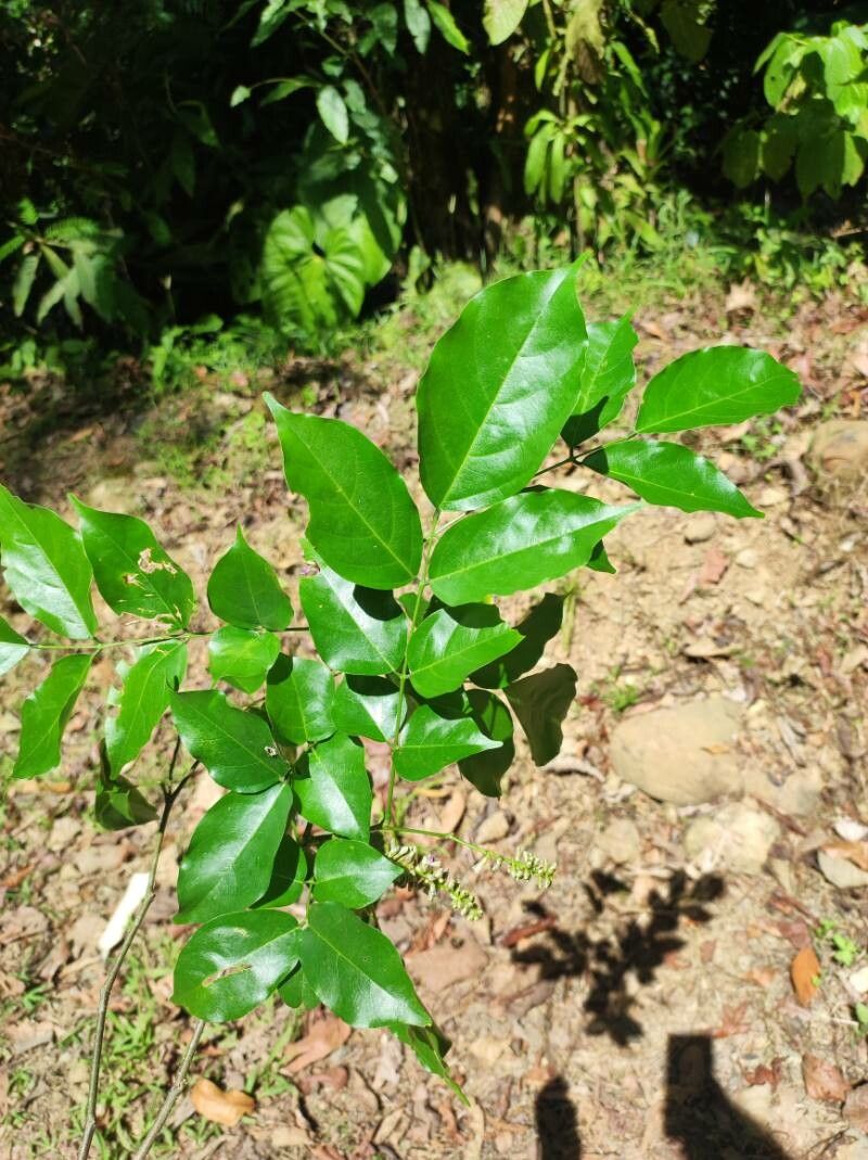 Lonchocarpus oliganthus — houseplant care guide