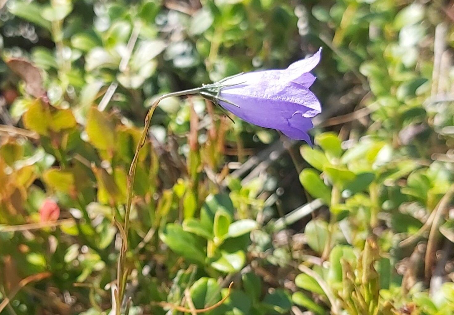 Campanula trojanensis flower