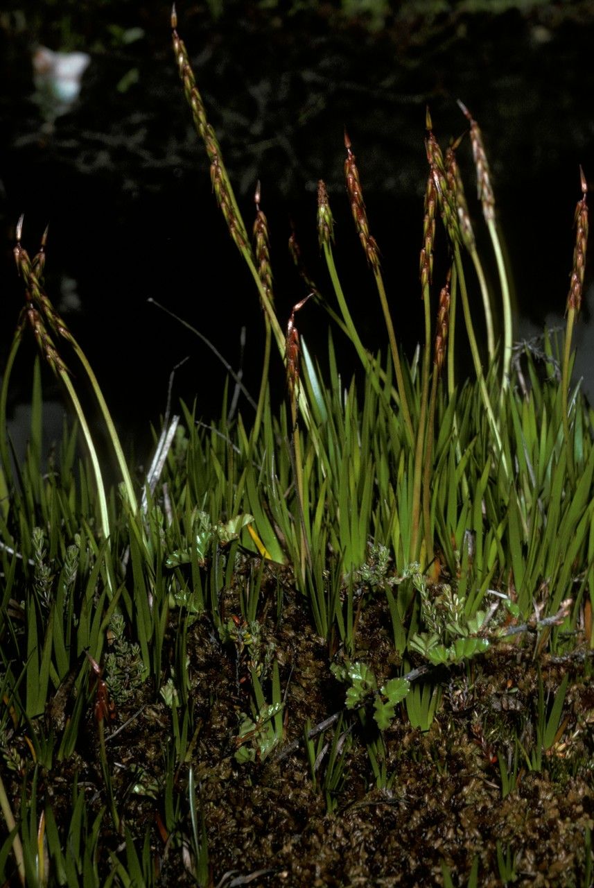 Tetroncium magellanicum — houseplant care guide