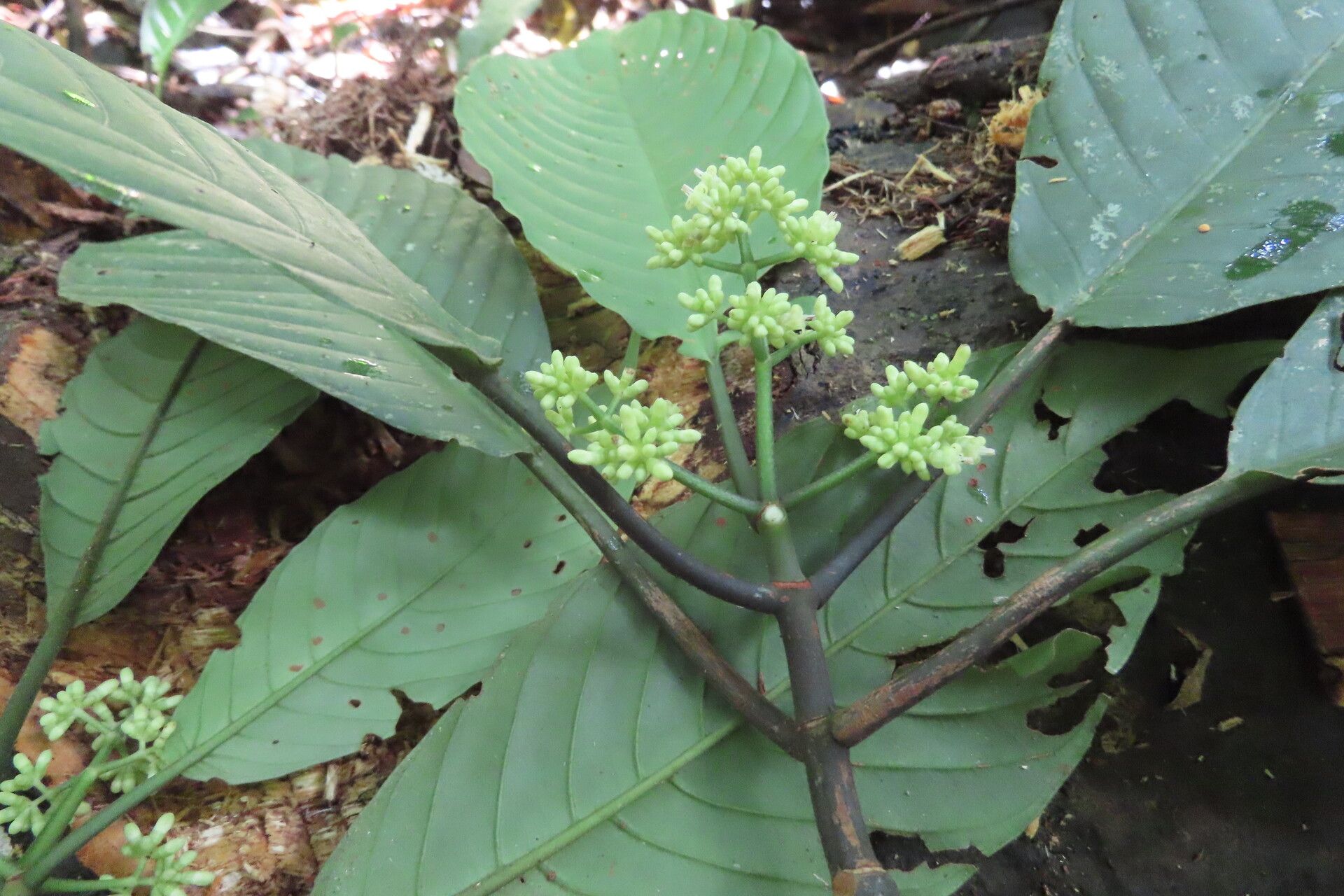 Psychotria panamensis leaf